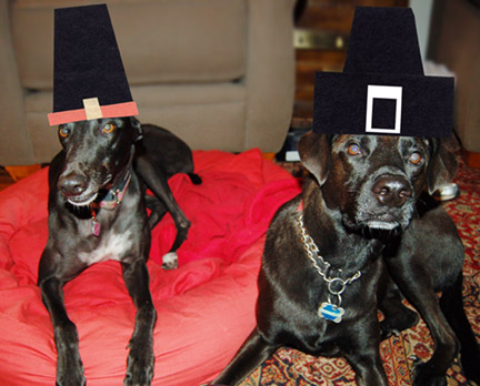 Dogs in pilgrim hats